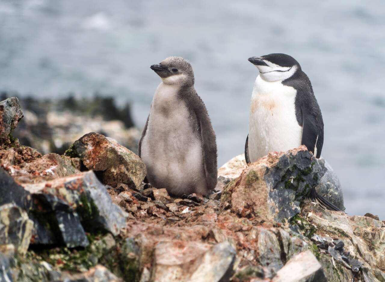 Image of Chinstrap Penguin