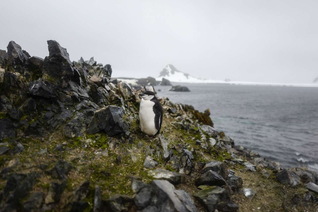 Plancia ëd Pygoscelis antarcticus (Forster & JR 1781)