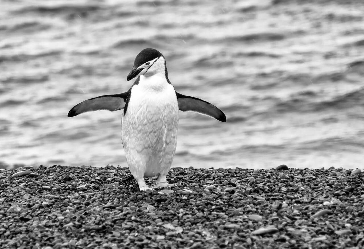 Plancia ëd Pygoscelis antarcticus (Forster & JR 1781)