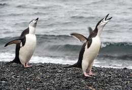 Plancia ëd Pygoscelis antarcticus (Forster & JR 1781)