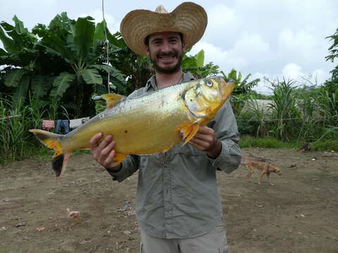 Image of Amazon pellona