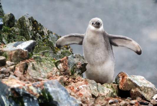 Image of Chinstrap Penguin