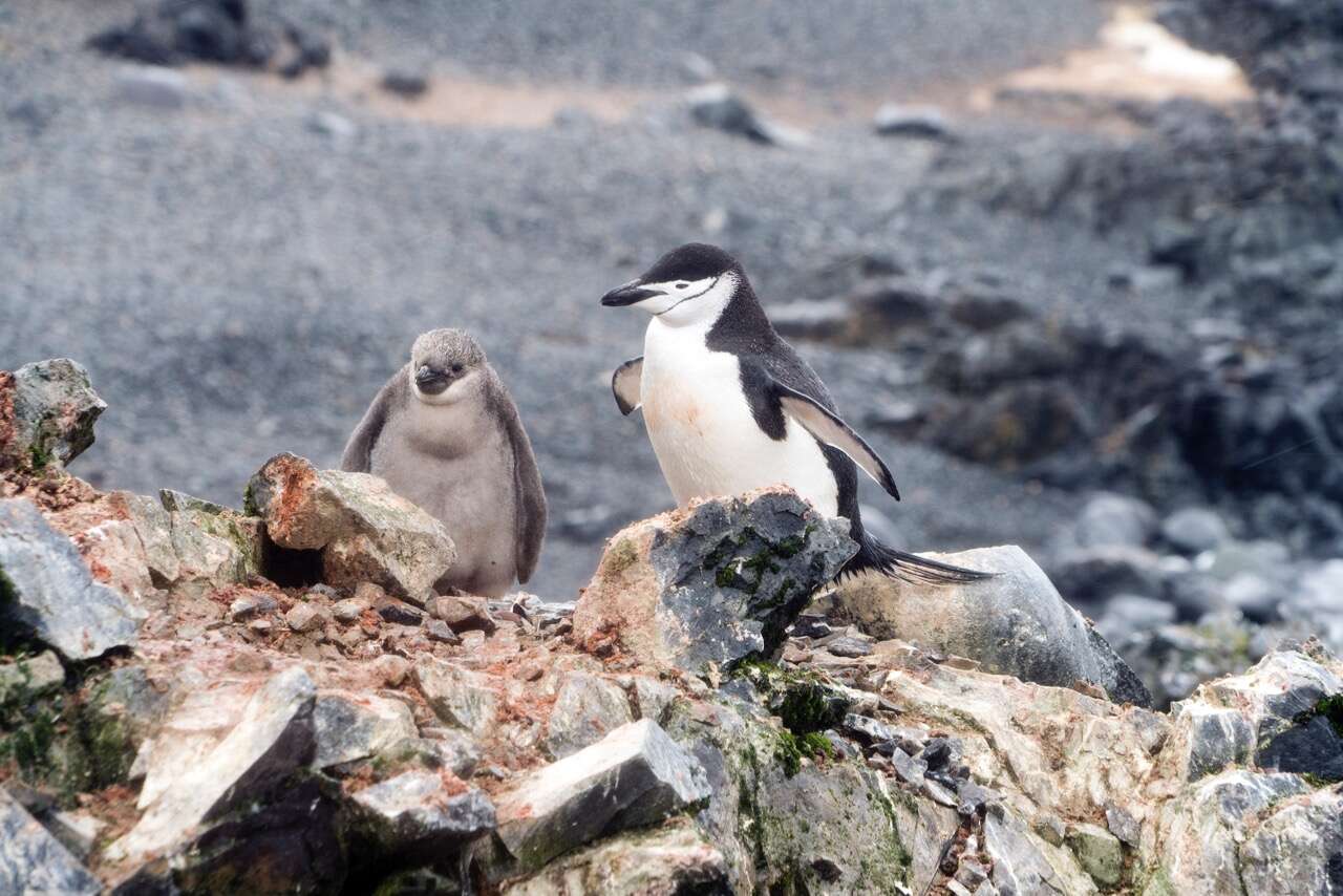 Plancia ëd Pygoscelis antarcticus (Forster & JR 1781)