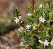 Image of Brachyloma ciliatum (R. Br.) Benth.