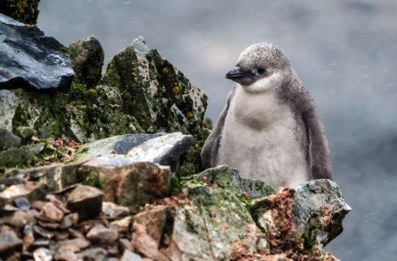 Plancia ëd Pygoscelis antarcticus (Forster & JR 1781)