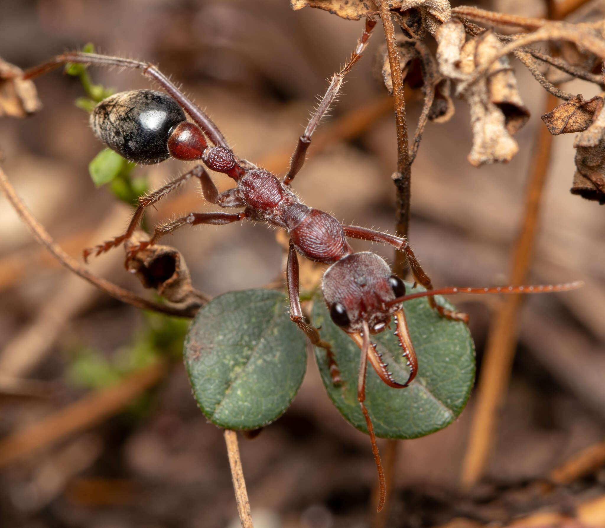 صورة Myrmecia flavicoma Roger 1861