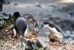 Image of Chinstrap Penguin