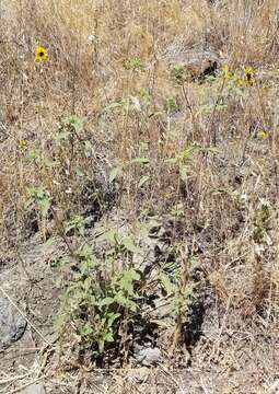 Image of Serpentine Sunflower