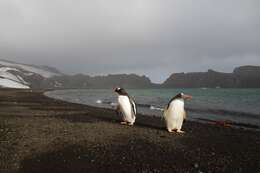 Image of Gentoo Penguin