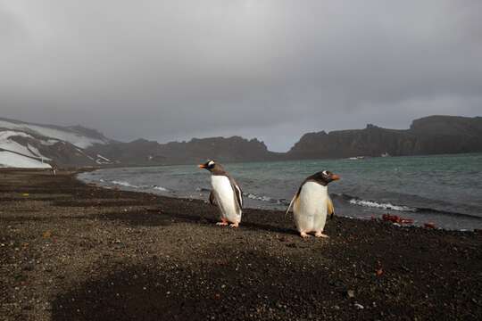 Image of Gentoo Penguin