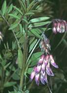 Image of Upright Vetch