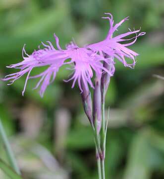 Image of Dianthus superbus subsp. superbus