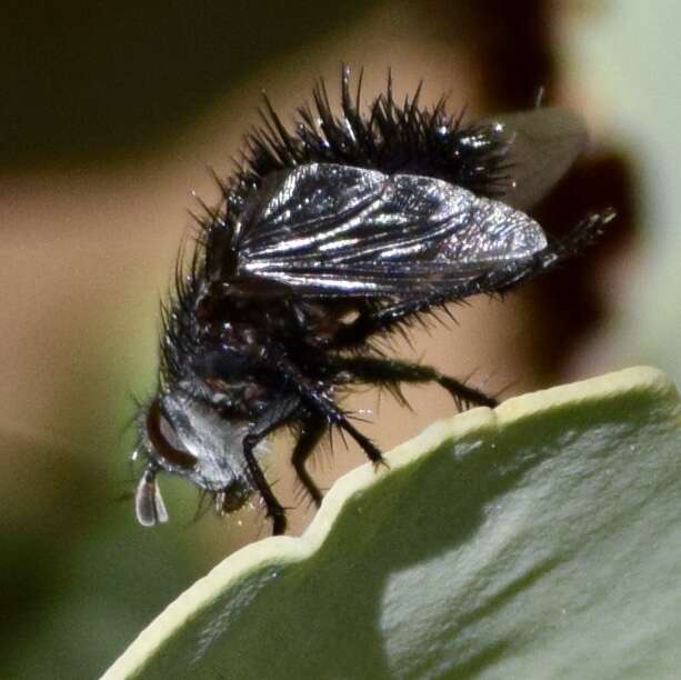 Image of Bombyliomyia soror (Williston 1886)