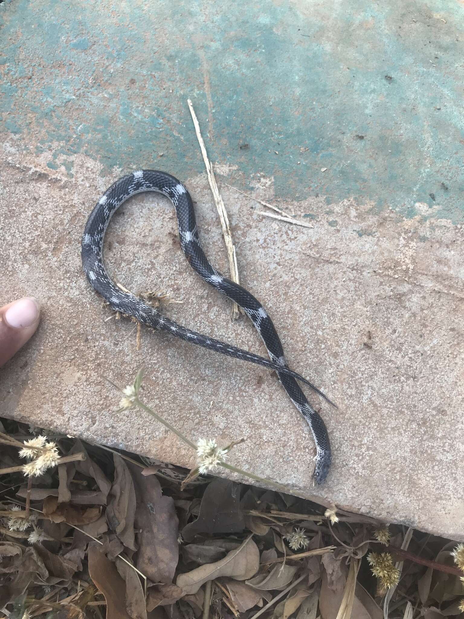 Image of Barred Wolf Snake