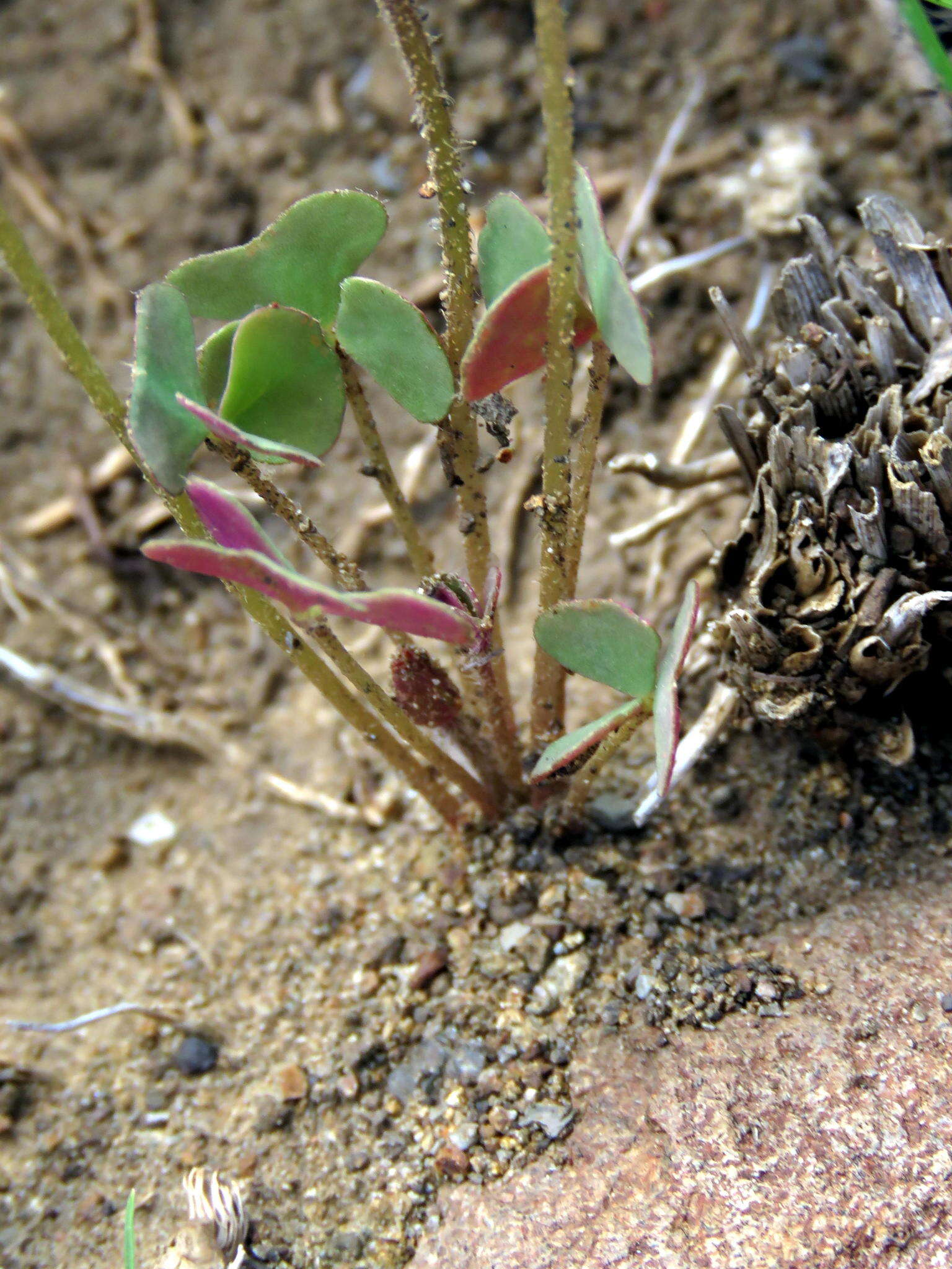 Image of Oblique-leaf sorrel