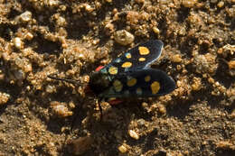 Image of Arniocera auriguttata Hopffer 1857