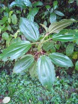 Слика од Dichaetanthera cordifolia Baker