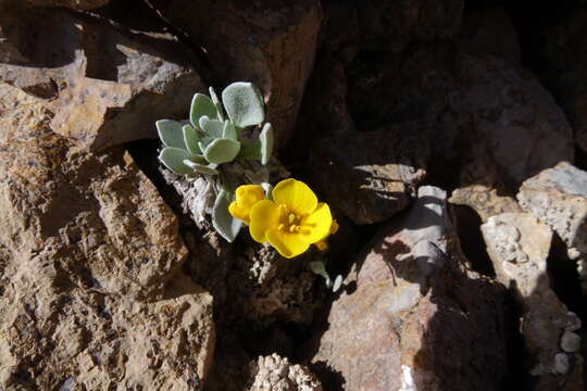 Image of Avery Peak twinpod