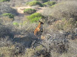 Macropus robustus erubescens Sclater 1870的圖片