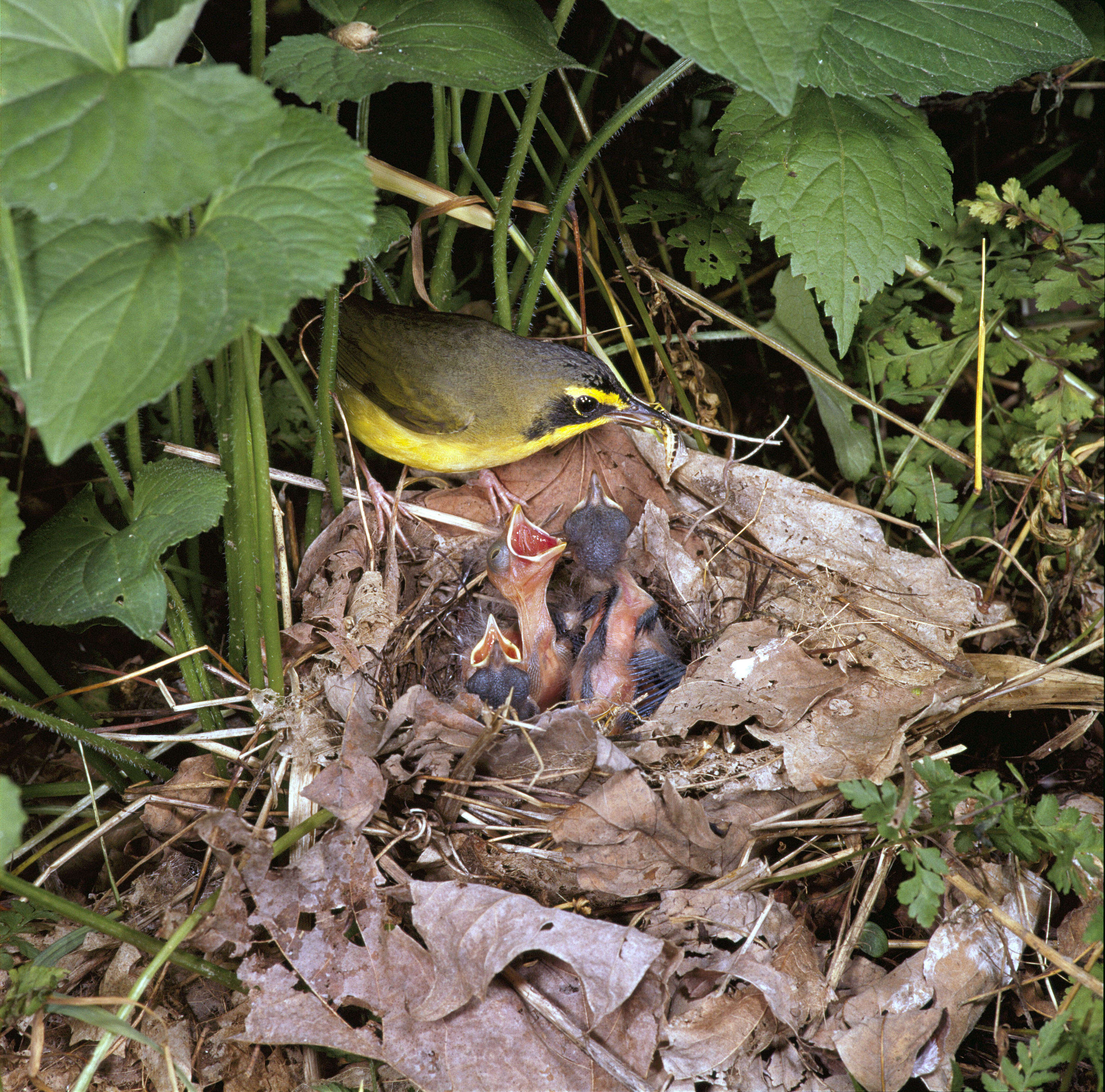 Image of Geothlypis Cabanis 1847