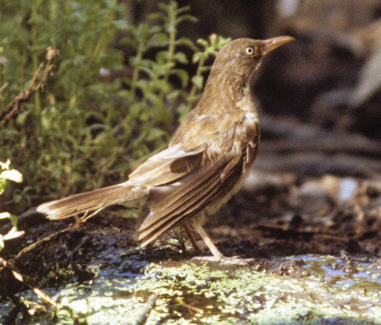 Image of Margarops Sclater & PL 1859