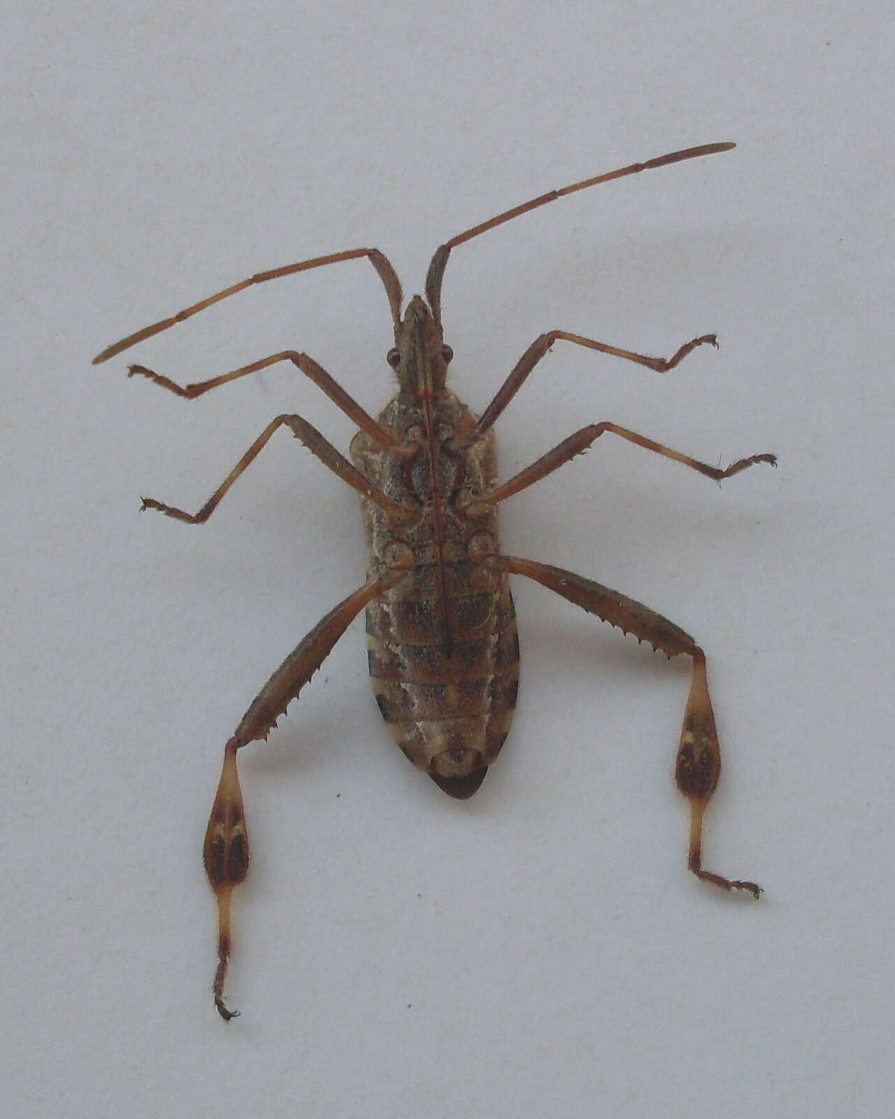 Image of Pine Seed Bug