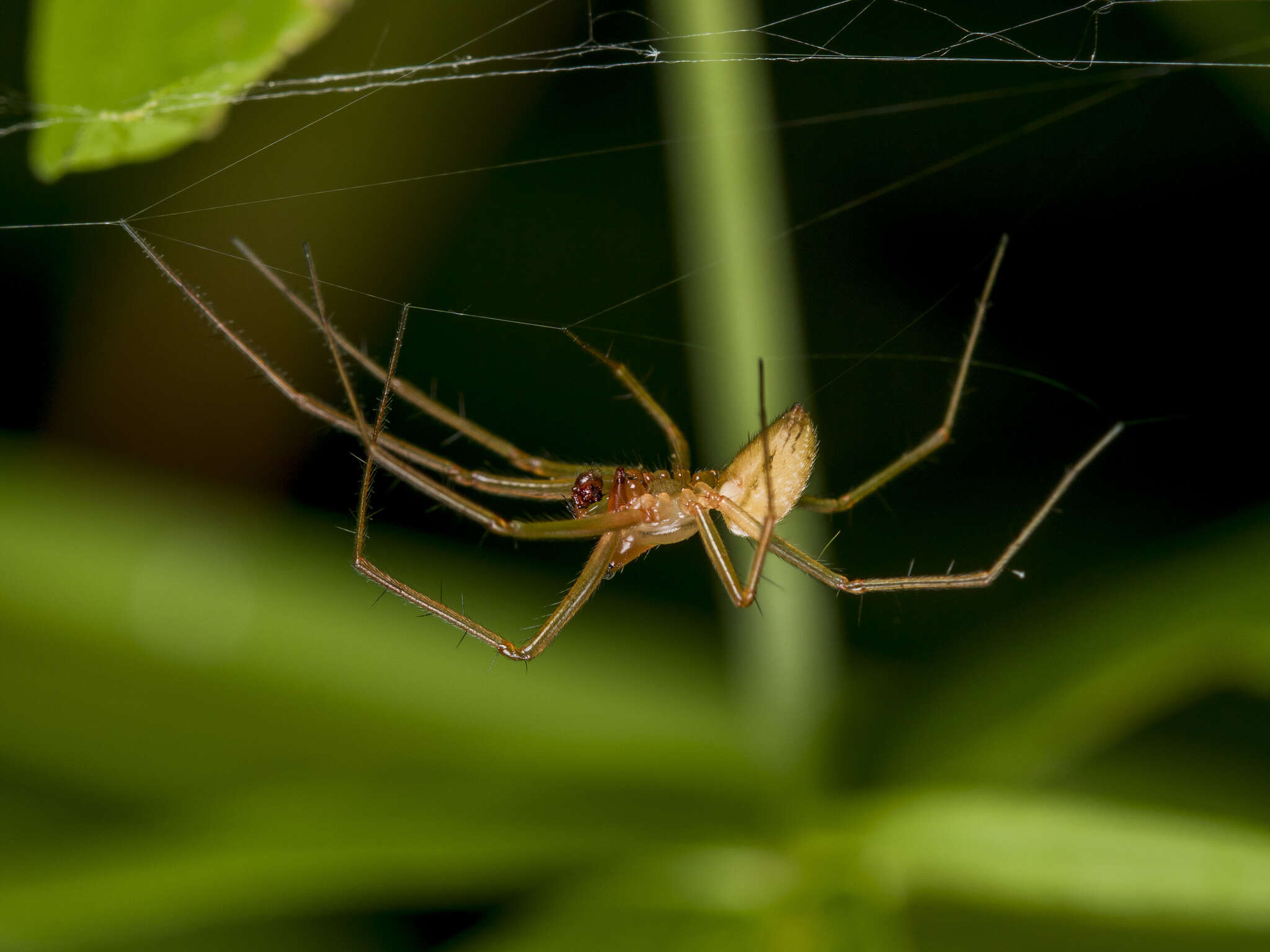 Bolyphantes alticeps (Sundevall 1833) resmi