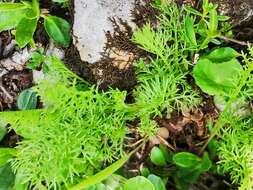 صورة Achillea clusiana Tausch