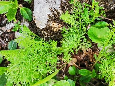 صورة Achillea clusiana Tausch