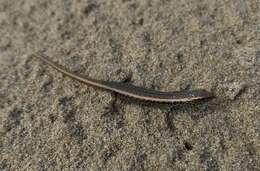 Image of Shore skink