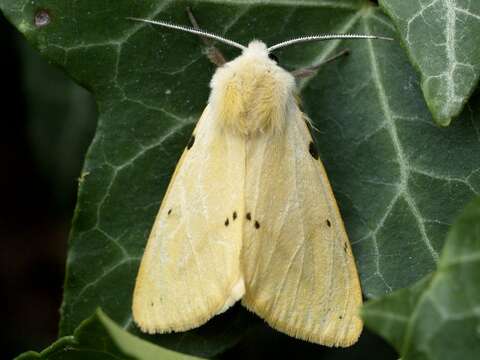 Image of Spilosoma lutea Hüfnagel 1766