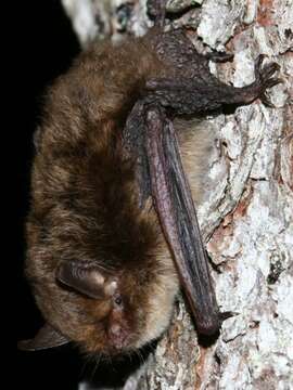 Image of Alcathoe Myotis