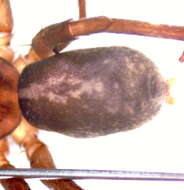 Image of Xeropigo camilae De Souza & Bonaldo 2007