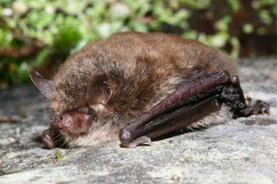 Image of Alcathoe Myotis