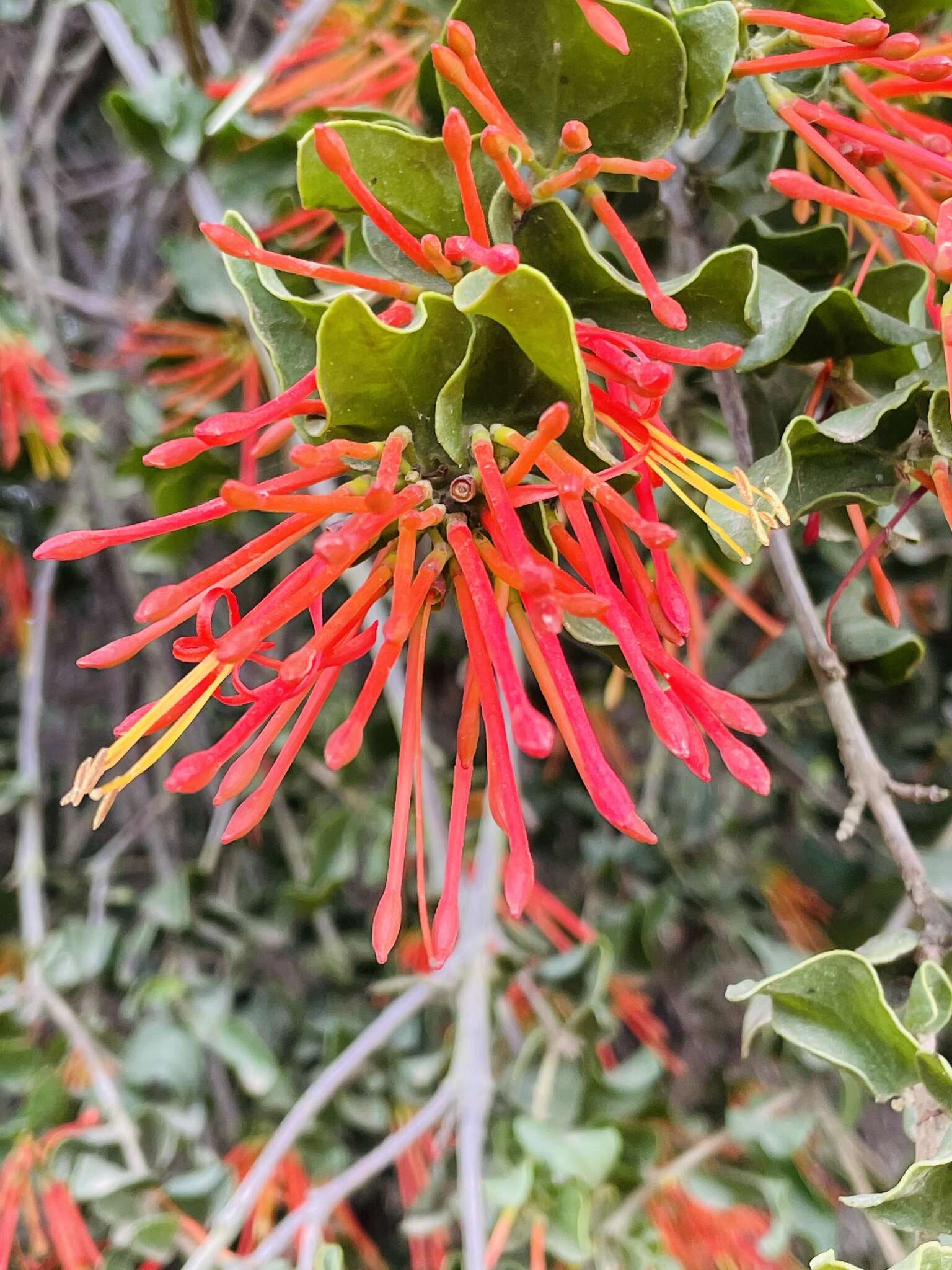 Image de Tristerix corymbosus (L.) J. Kuijt