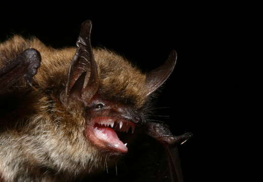 Image of whiskered bat, european whiskered bat