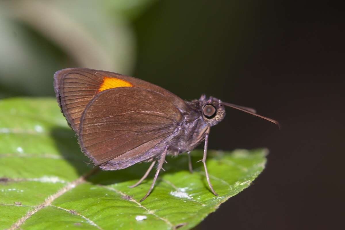 Image of Koruthaialos rubecula Plötz 1882