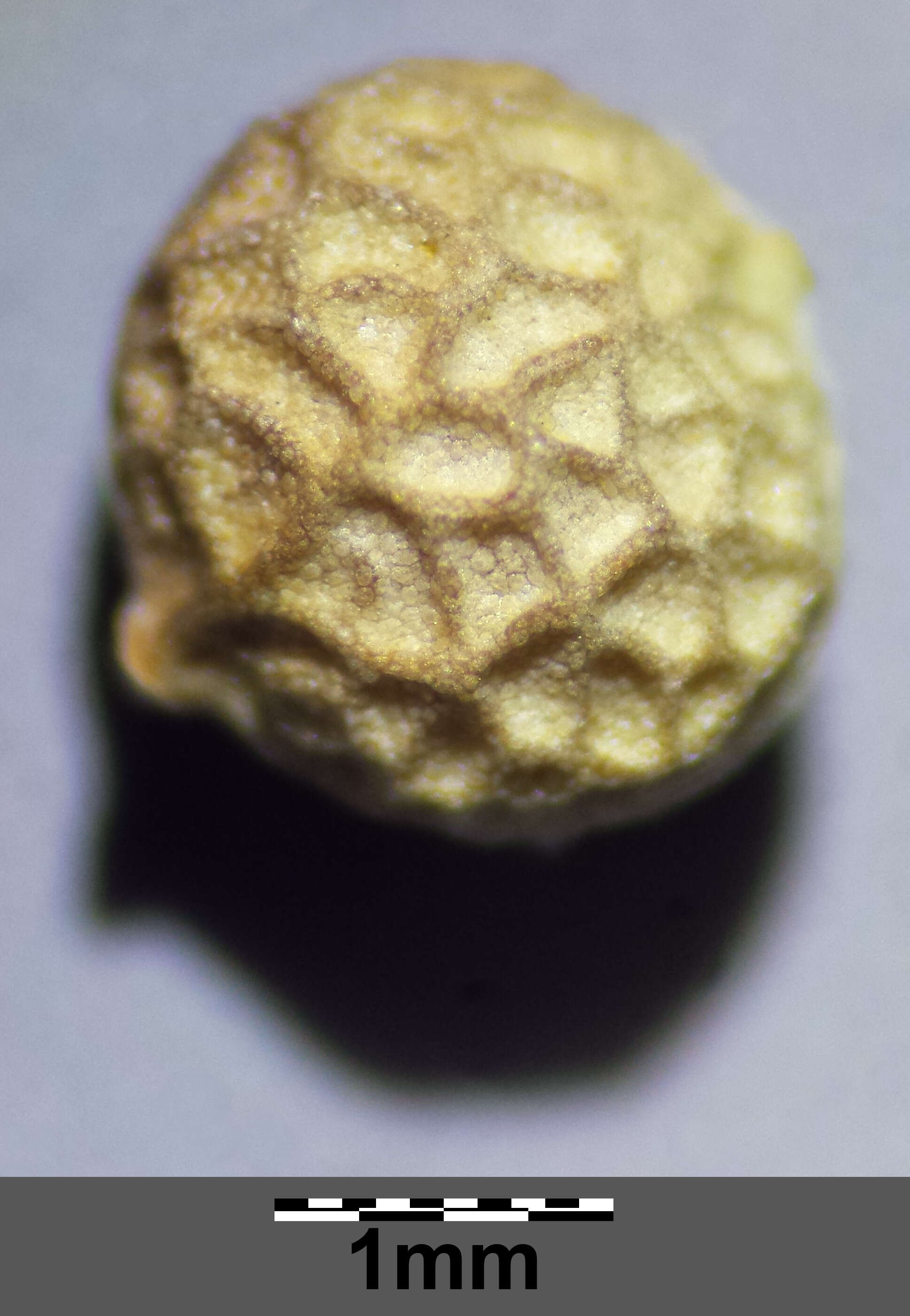 Image of ball mustard