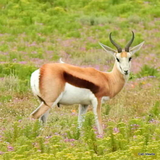 Image of Black Springbok