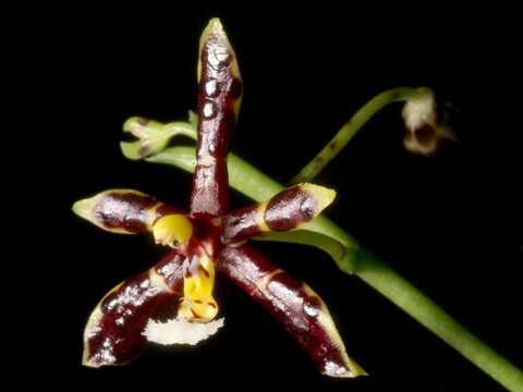 Image of Phalaenopsis mannii Rchb. fil.