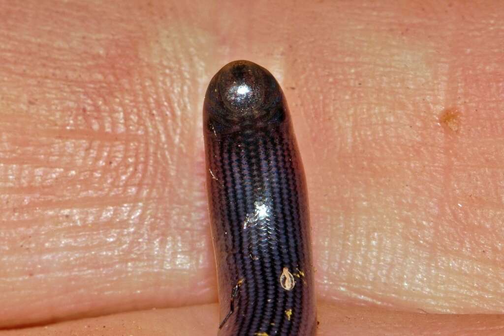 Image of Zambezi Blind Snake