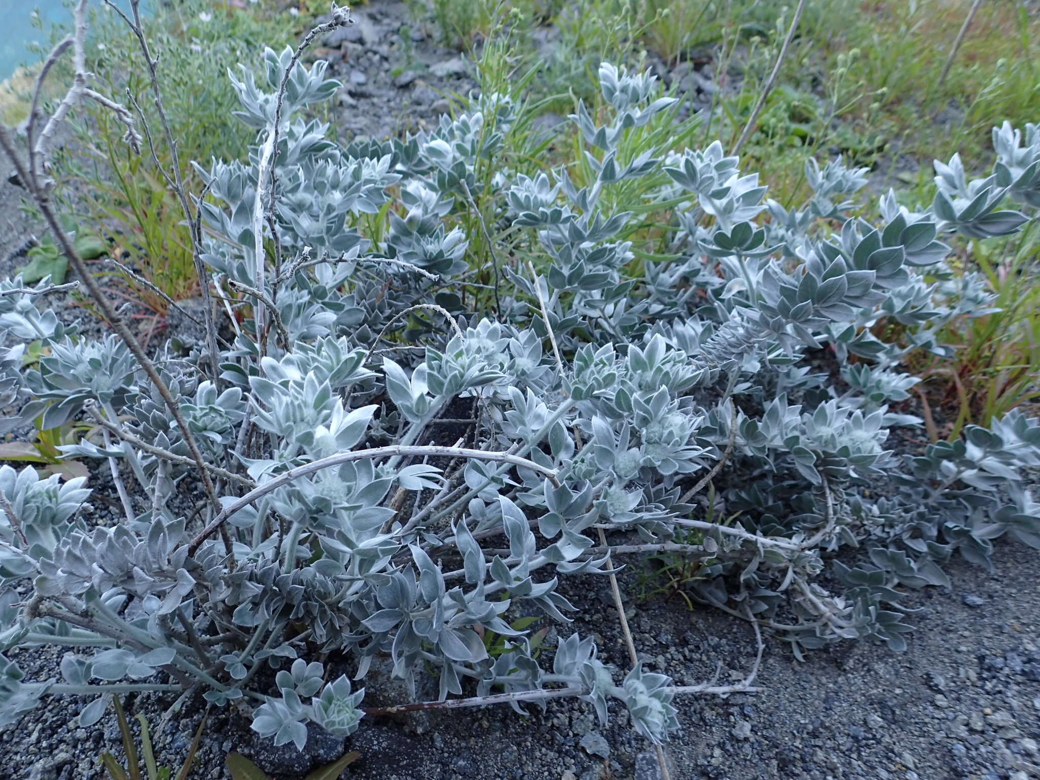 Image of <i>Acmispon argophyllus</i> var. <i>adsurgens</i>