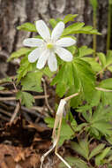 Image of Anemone amurensis Korshinsky