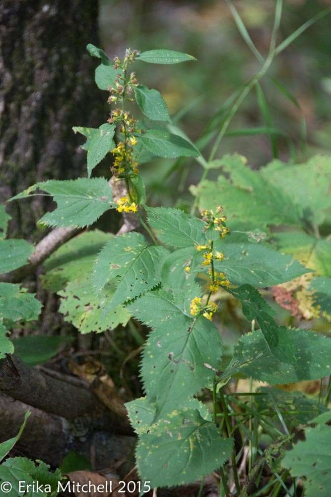 Image of Broad-leaved goldenrod