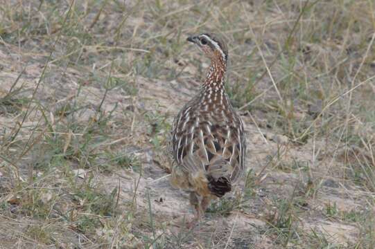 Image of Crested Francolin