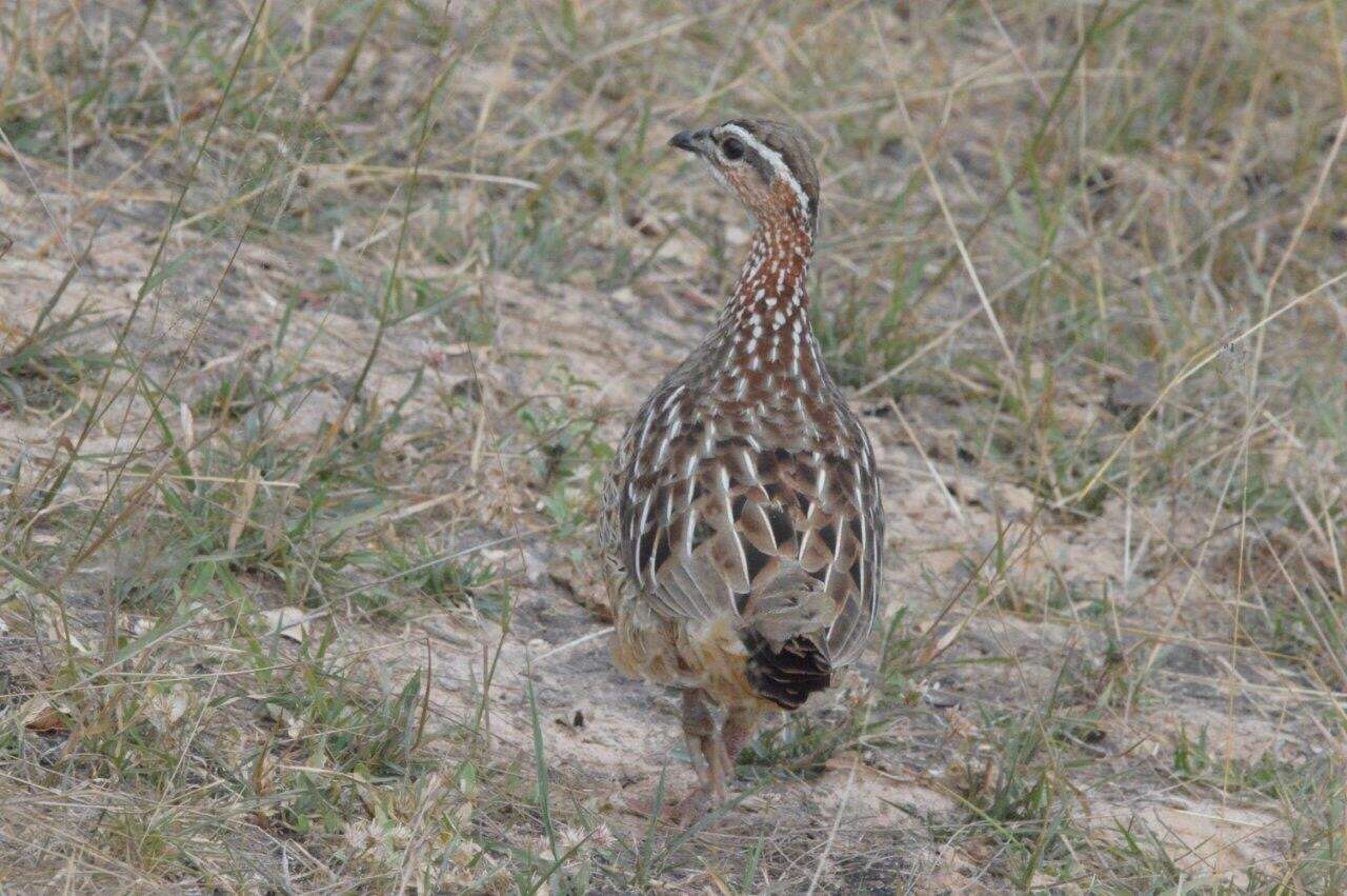 Image of Crested Francolin