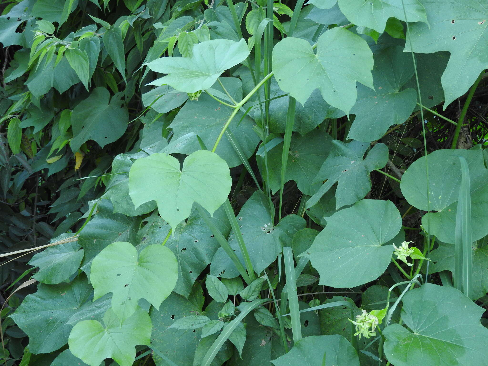 Plancia ëd Ipomoea ampullacea Fern.