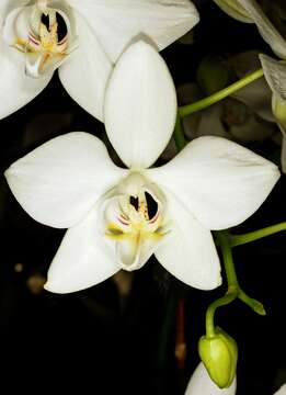 Image of Phalaenopsis aphrodite Rchb. fil.