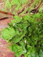 Image of lung lichen