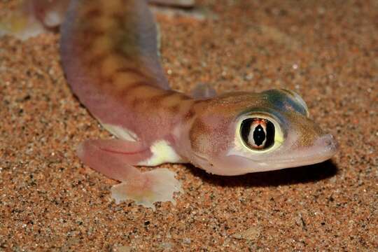 Image of Namib Sand Gecko